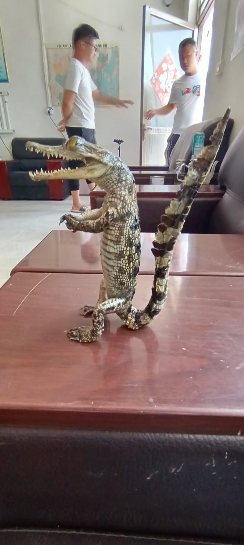 鳄鱼，鸵鸟蛋