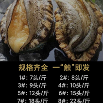 鲜活鲍鱼