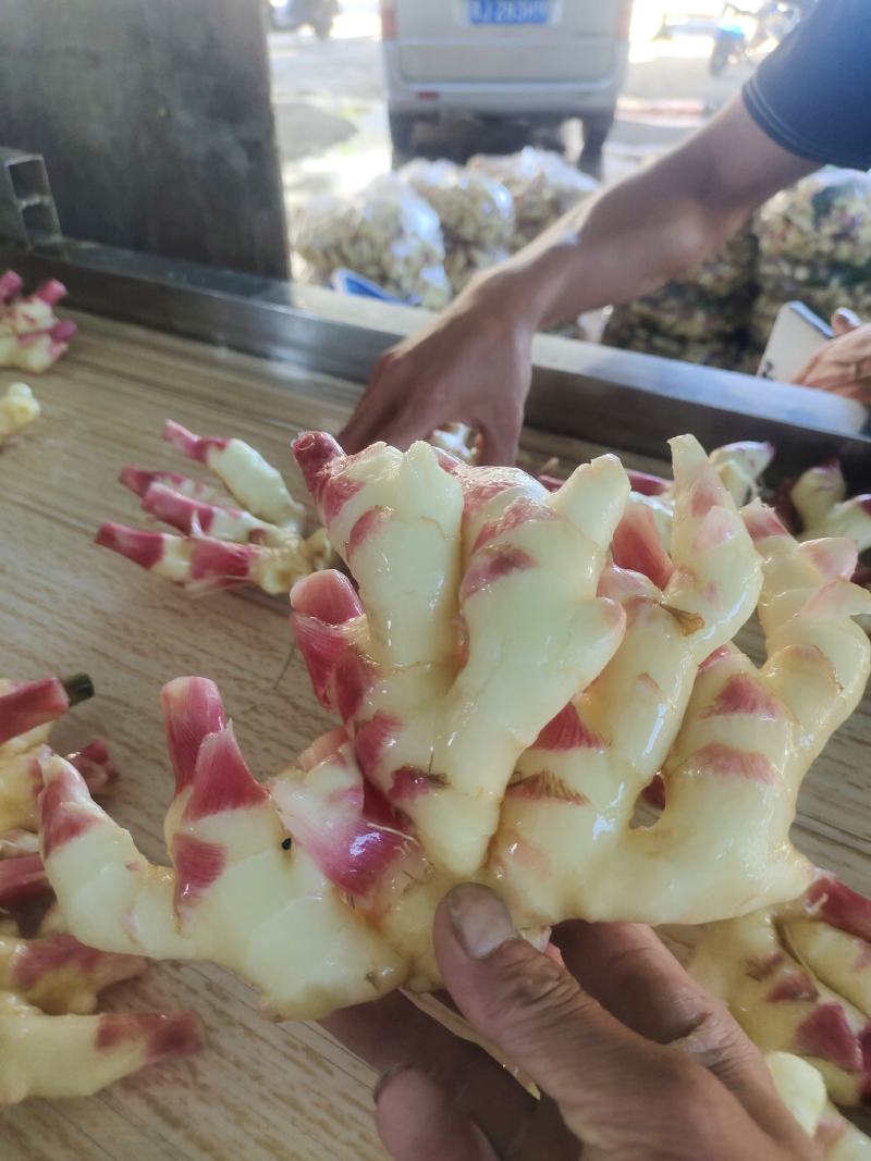 黔南惠水红牙姜，二黄姜，小黄姜