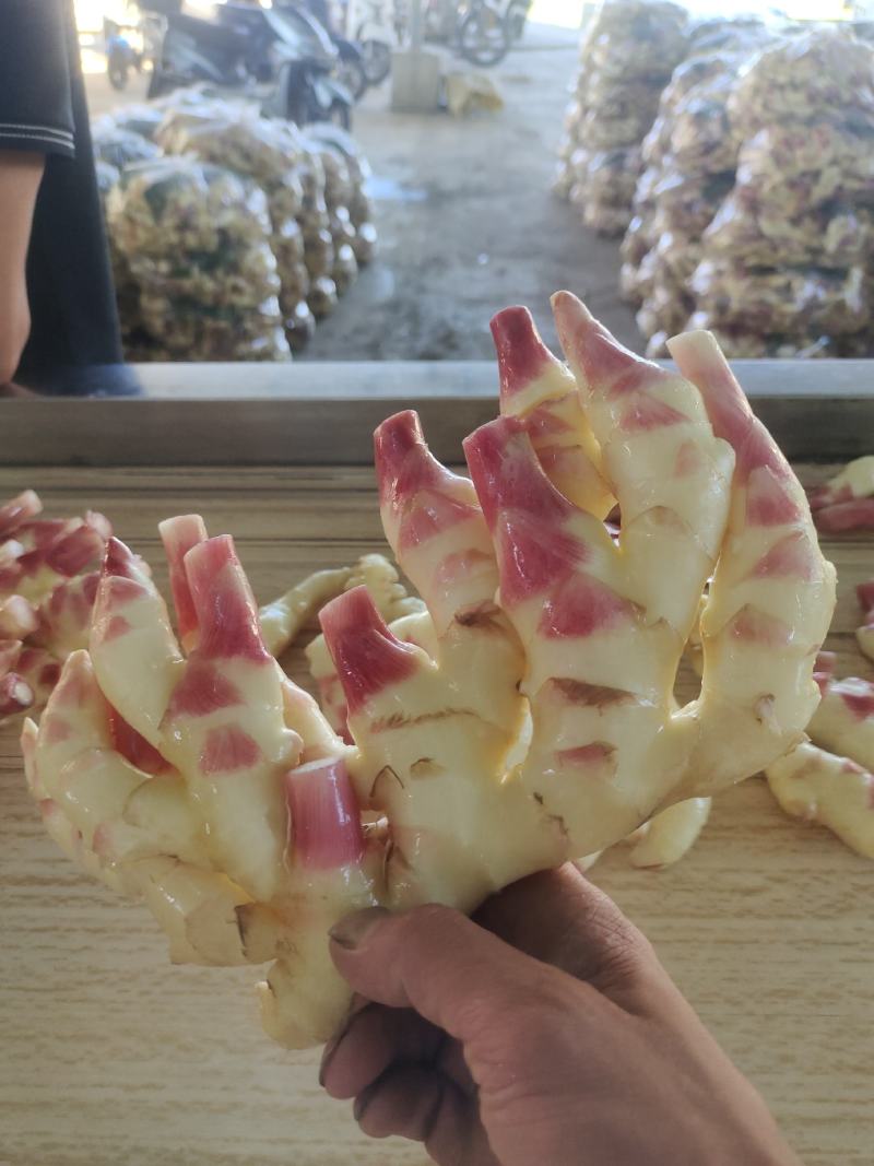 黔南惠水红牙姜，二黄姜，小黄姜