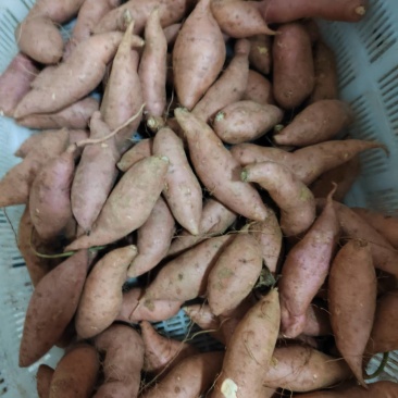 汨罗红薯