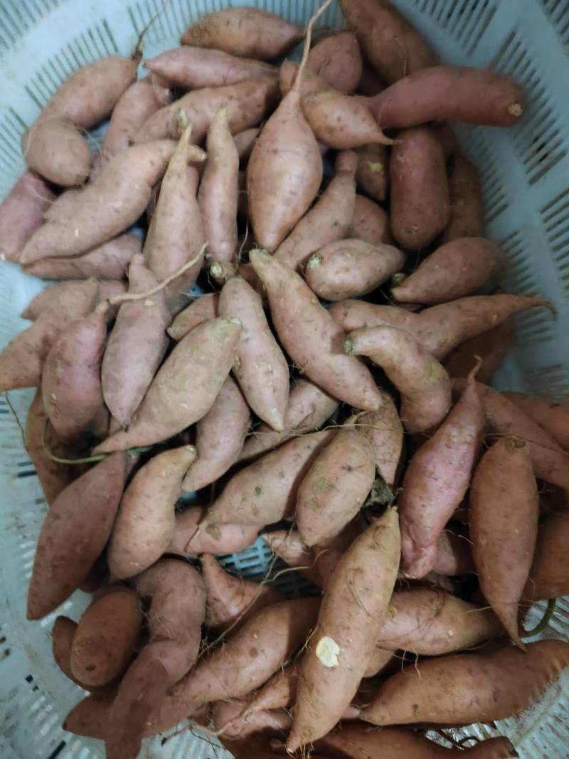 汨罗红薯