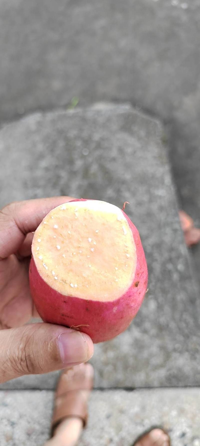 汨罗红薯