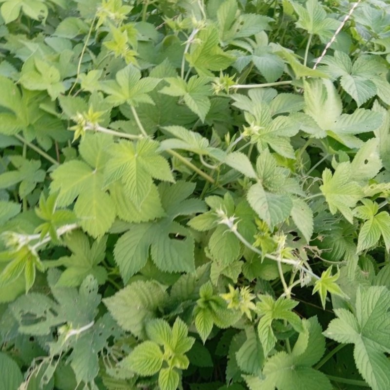 葎草，拉拉秧