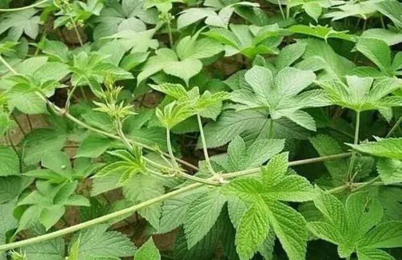 葎草，拉拉秧