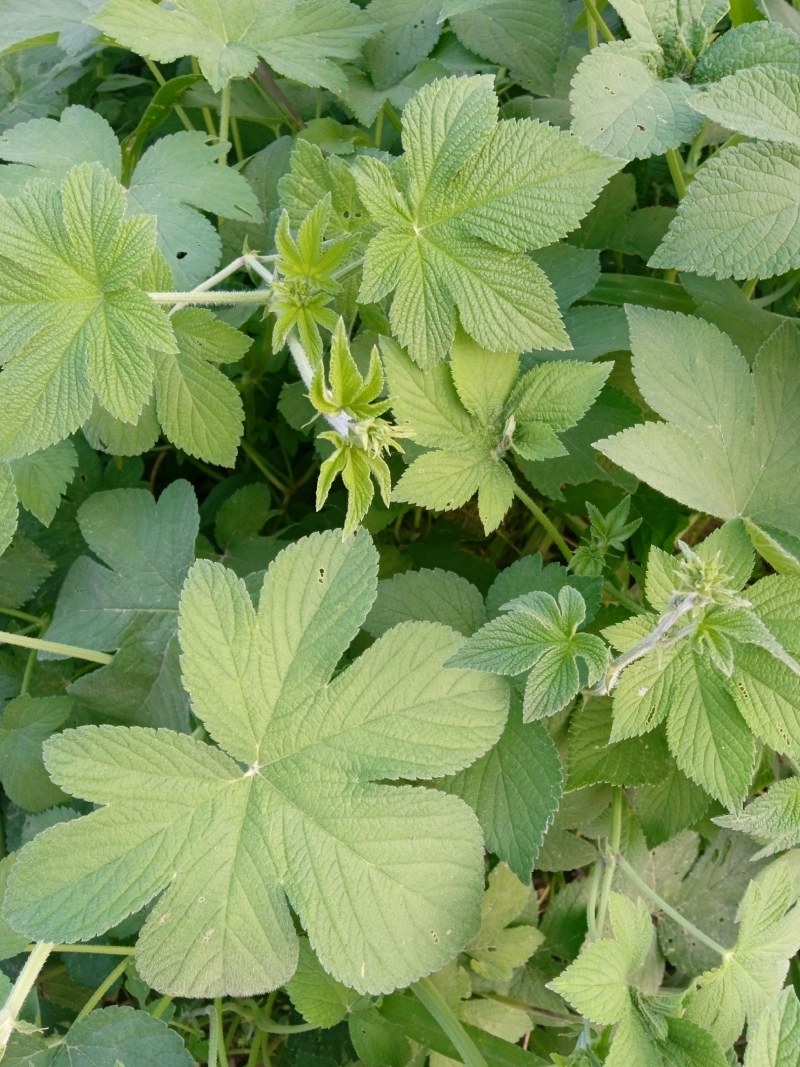 葎草，拉拉秧