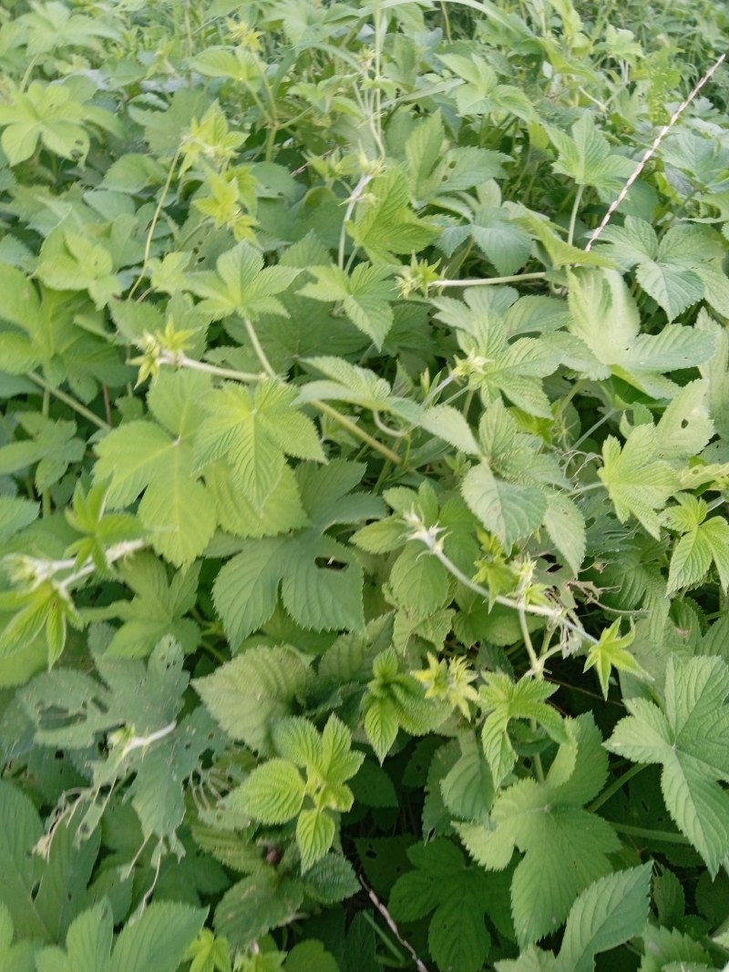 葎草，拉拉秧