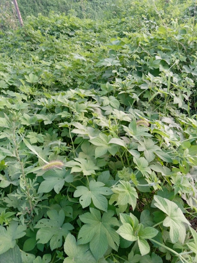 葎草，拉拉秧