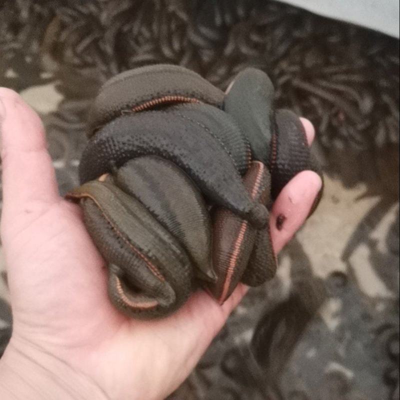 菲牛蛭2代母种水蛭，代孕率高，技术指导，上门回收。
