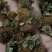 贵州野生刺梨