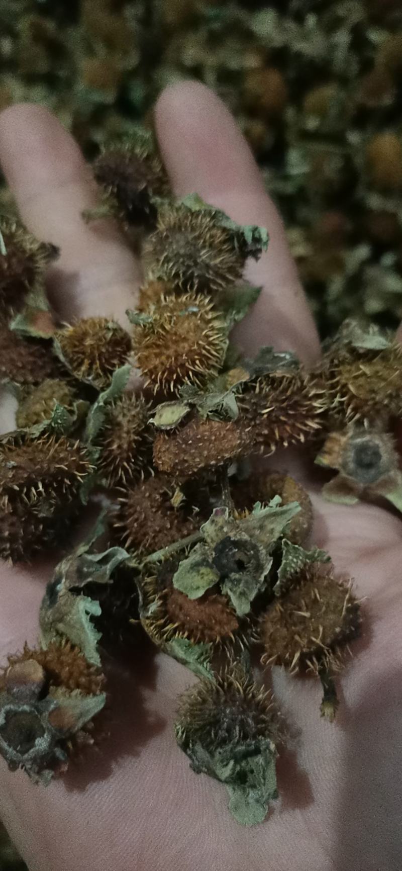 贵州野生刺梨