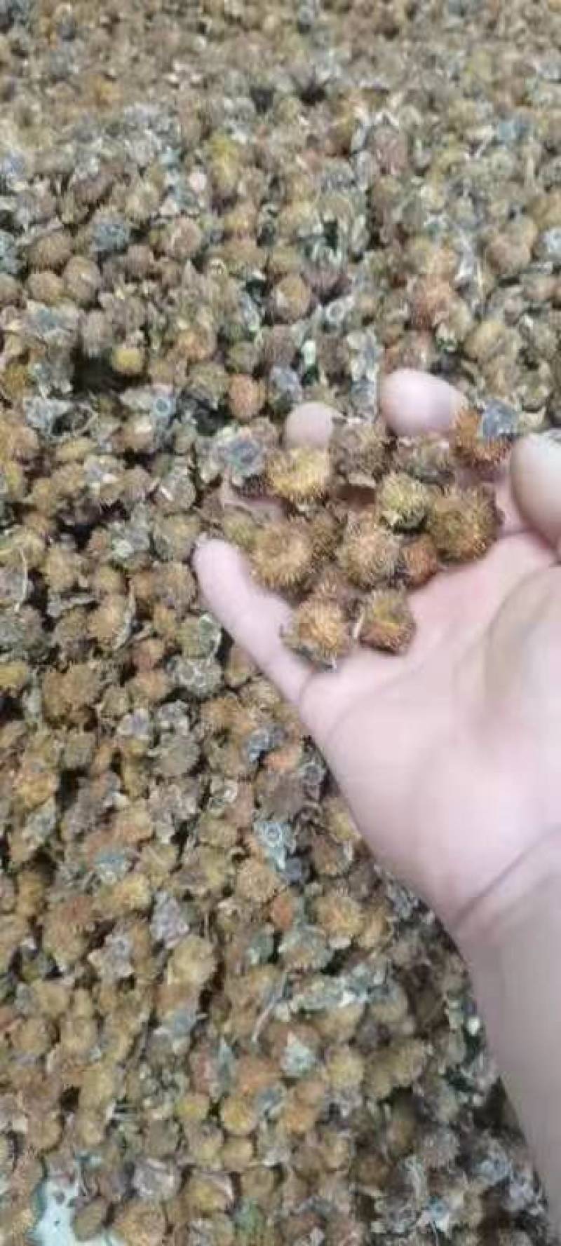 贵州野生刺梨