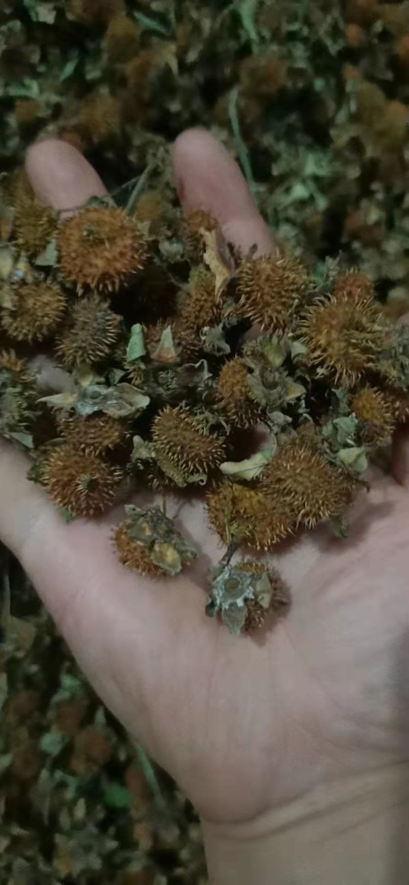 贵州野生刺梨