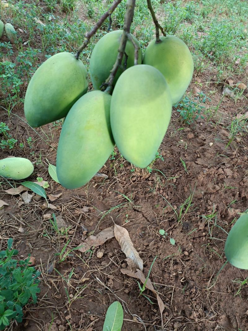 攀岩二号大椰香芒果