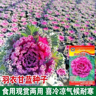 进口羽衣甘蓝种子羽衣甘蓝苗维塔萨蔬菜种子观赏食用四季阳台
