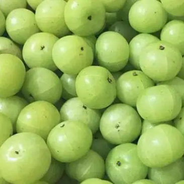潮汕青柑油柑果