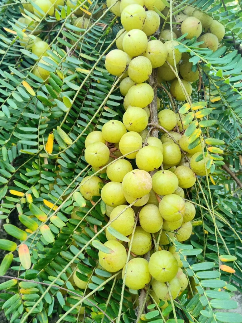 潮汕青柑油柑果