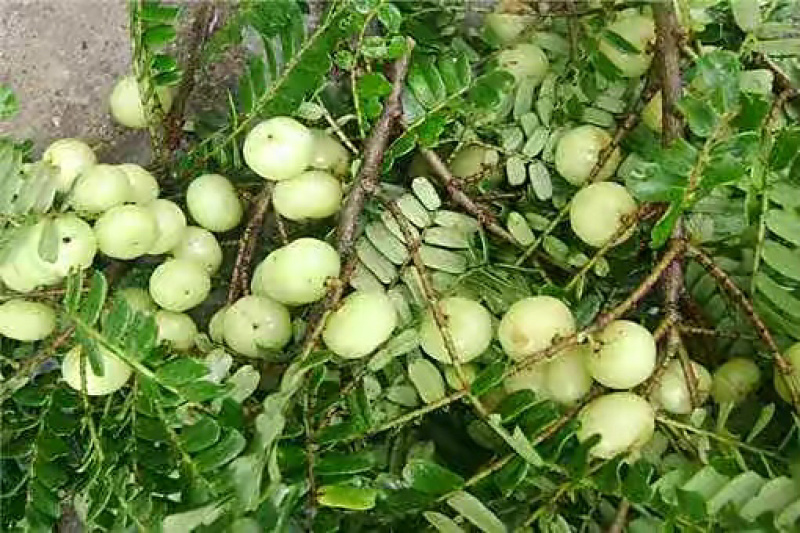 潮汕青柑油柑果