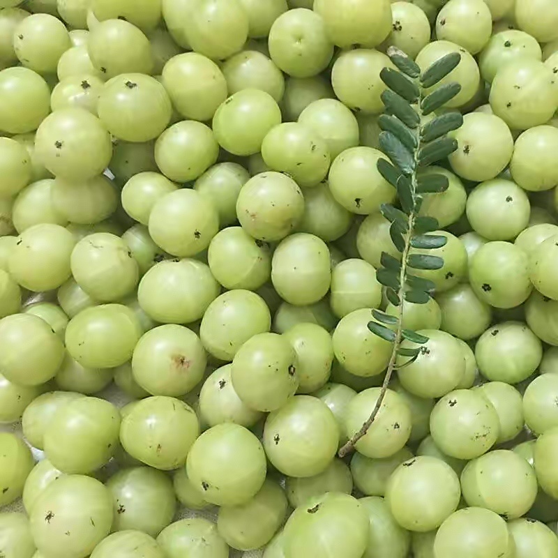 潮汕青柑油柑果