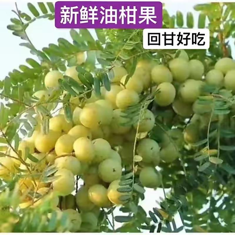 潮汕青柑油柑果