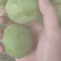 青皮核桃