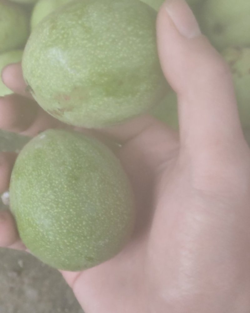 青皮核桃
