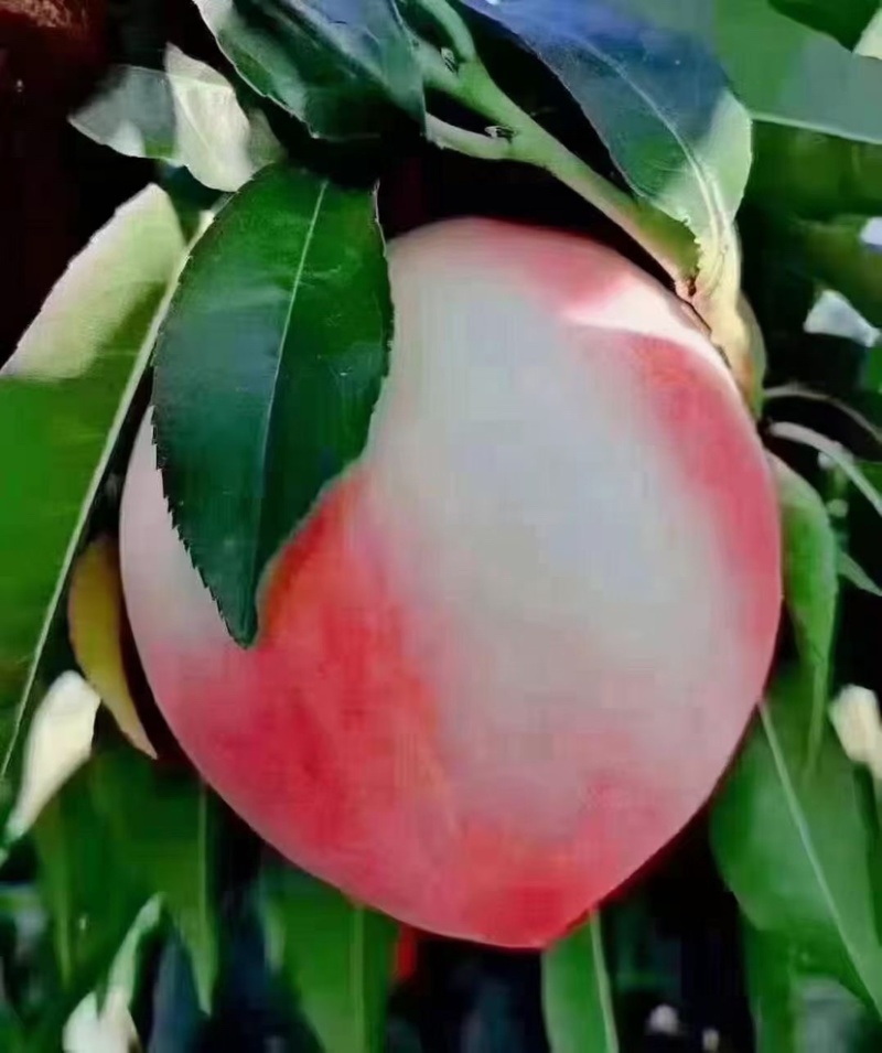 秦安蜜桃大量上市需要联系，一件代发