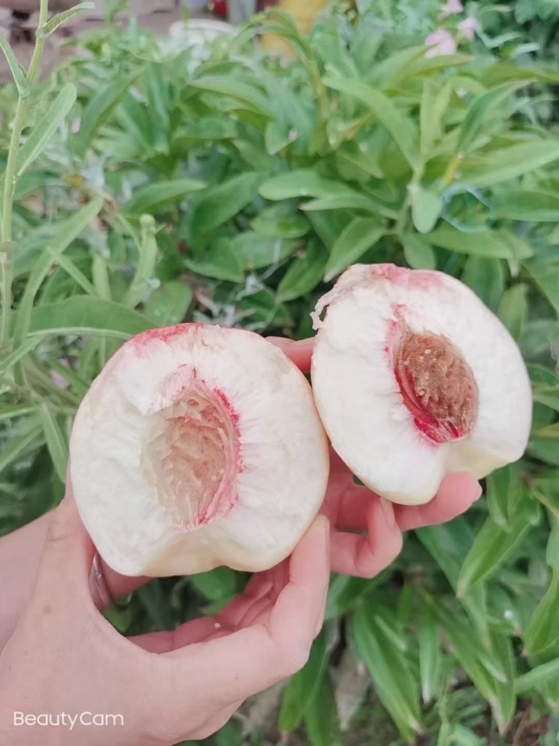秦安蜜桃大量上市需要联系，一件代发
