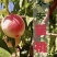 秦安蜜桃大量上市需要联系，一件代发