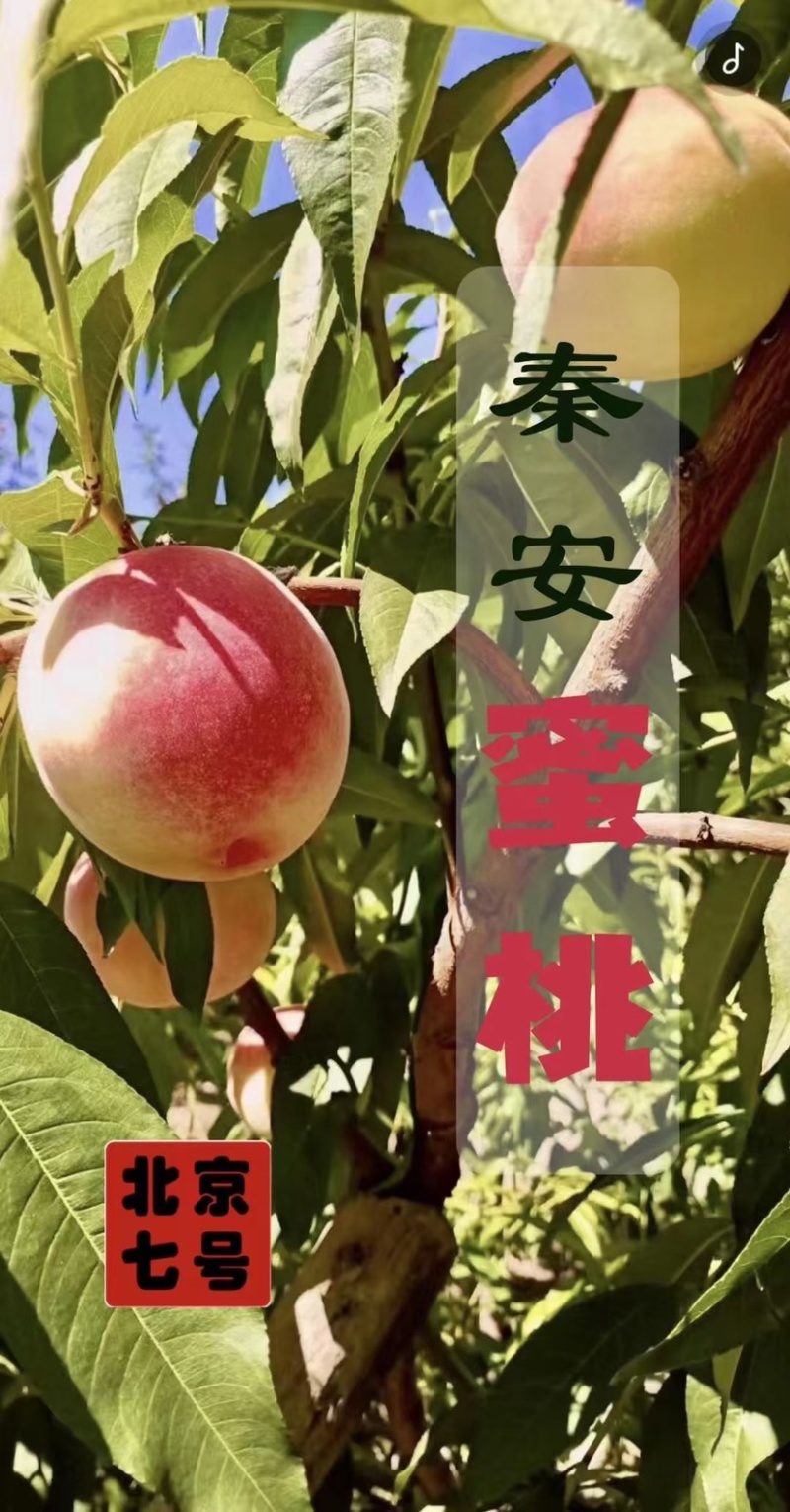 秦安蜜桃大量上市需要联系，一件代发