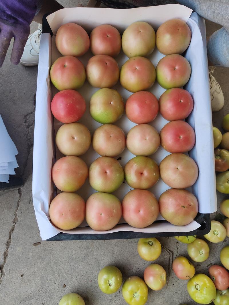费县硬粉西红柿现以大量上市，代发全国各地超市市场电商