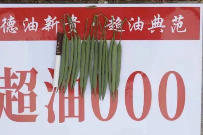 德超油000油菜种子高含油大籽粒矮杆油菜种子含油率50