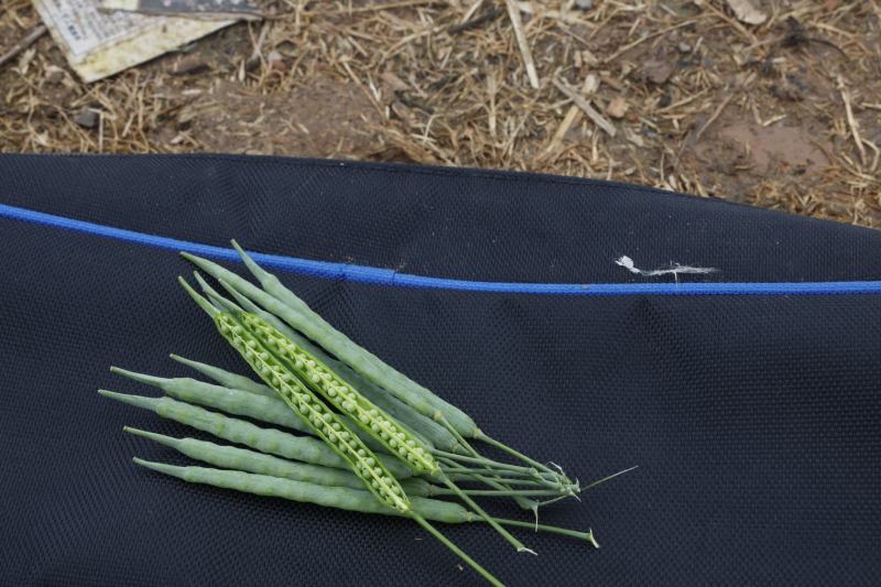 德超油000油菜种子高含油大籽粒矮杆油菜种子含油率50