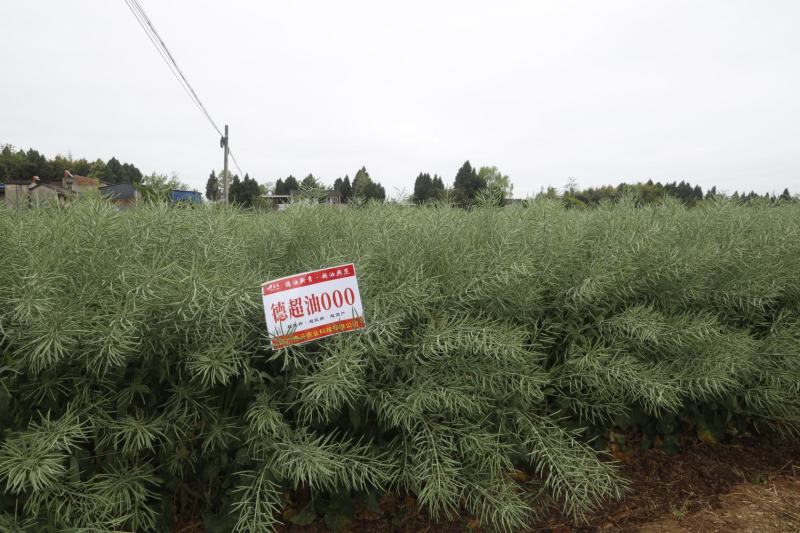德超油000油菜种子高含油大籽粒矮杆油菜种子含油率50