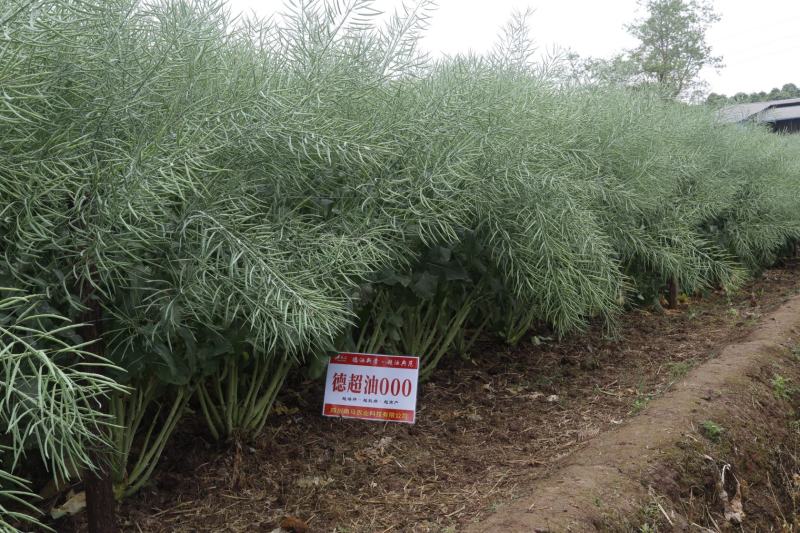 德超油000油菜种子高含油大籽粒矮杆油菜种子含油率50