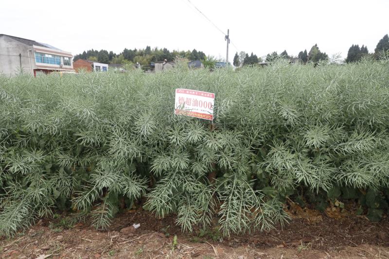 德超油000油菜种子高含油大籽粒矮杆油菜种子含油率50