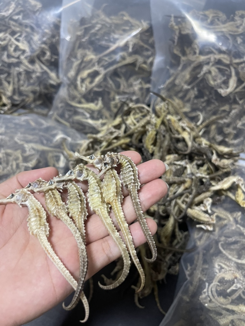 650头海龙