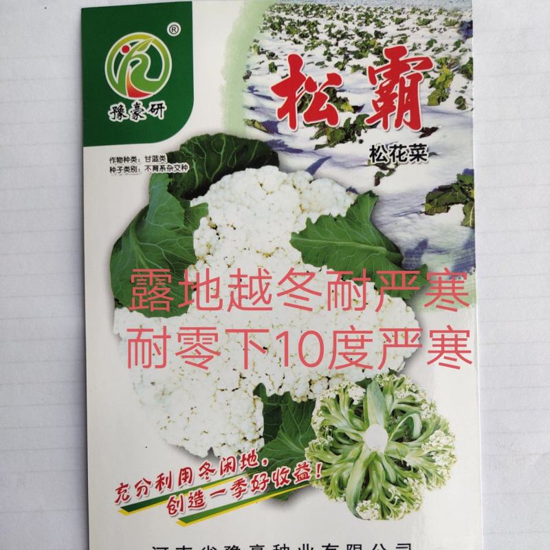 松霸露地越冬菜花种子耐严寒商品性强商品性强
