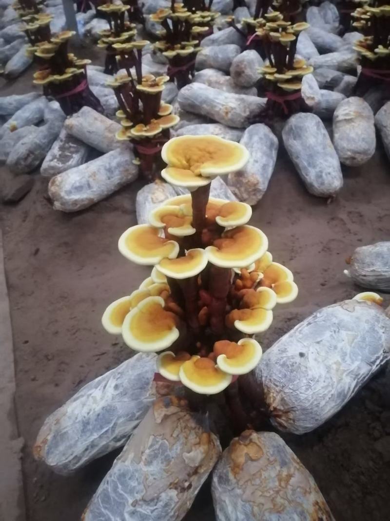 灵芝基地