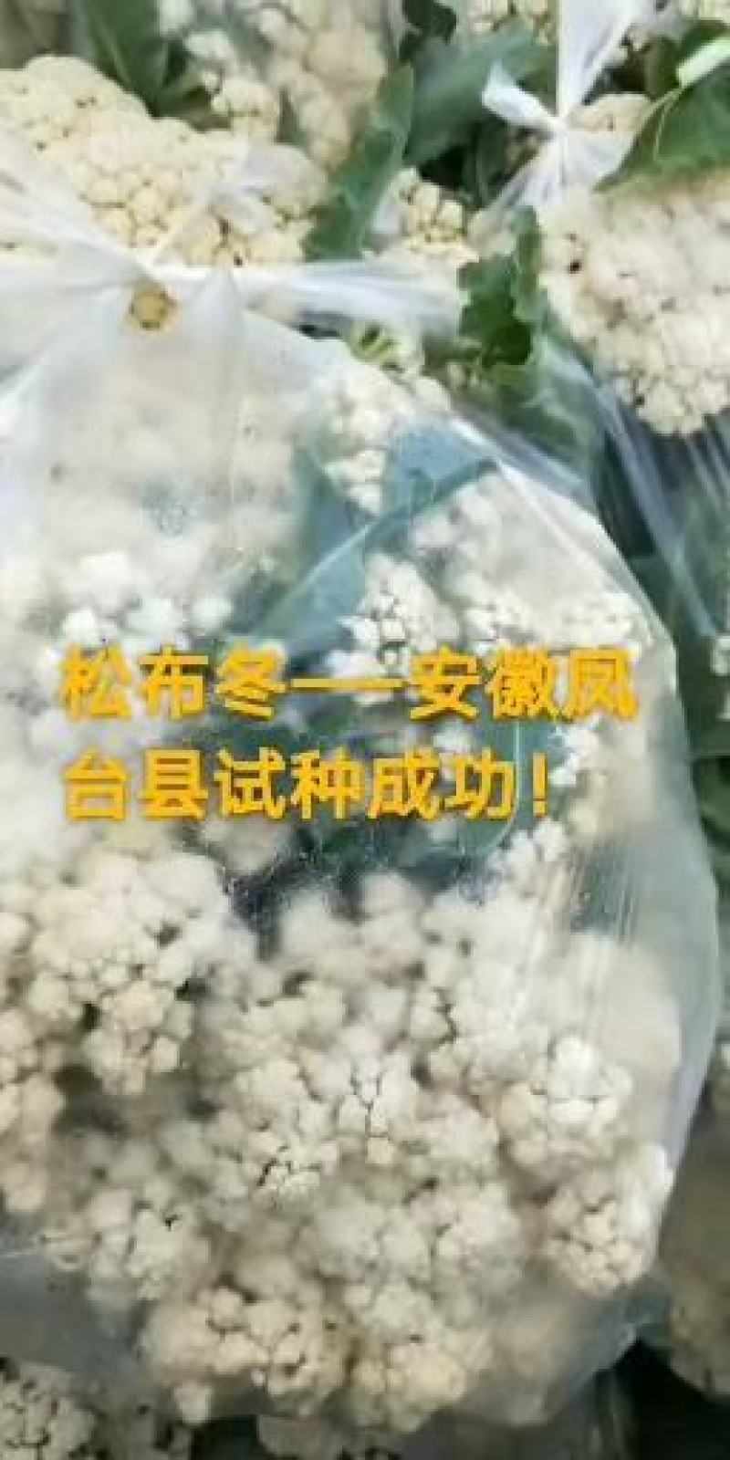 松霸露地越冬菜花种子耐严寒商品性强商品性强