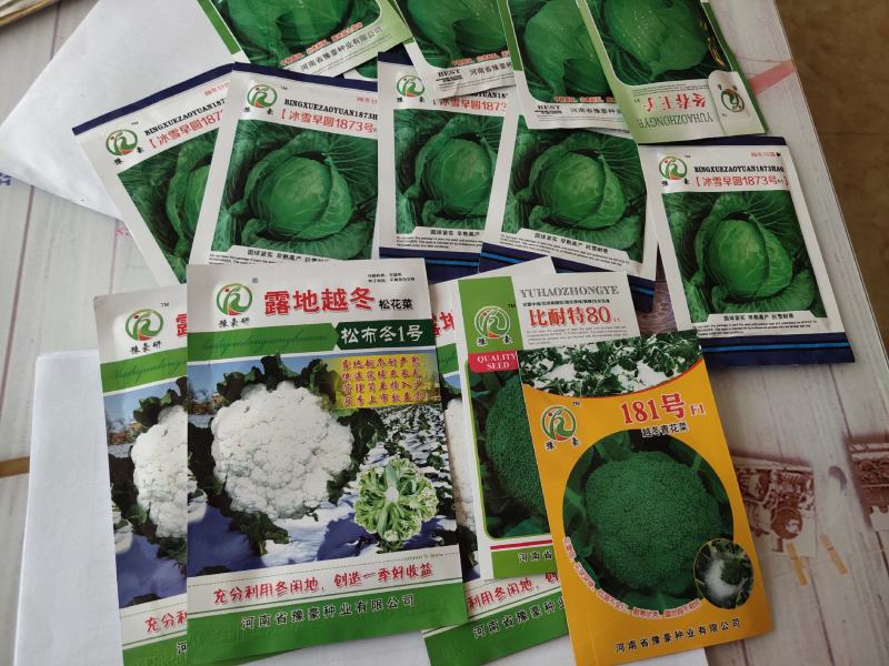 松霸露地越冬菜花种子耐严寒商品性强商品性强