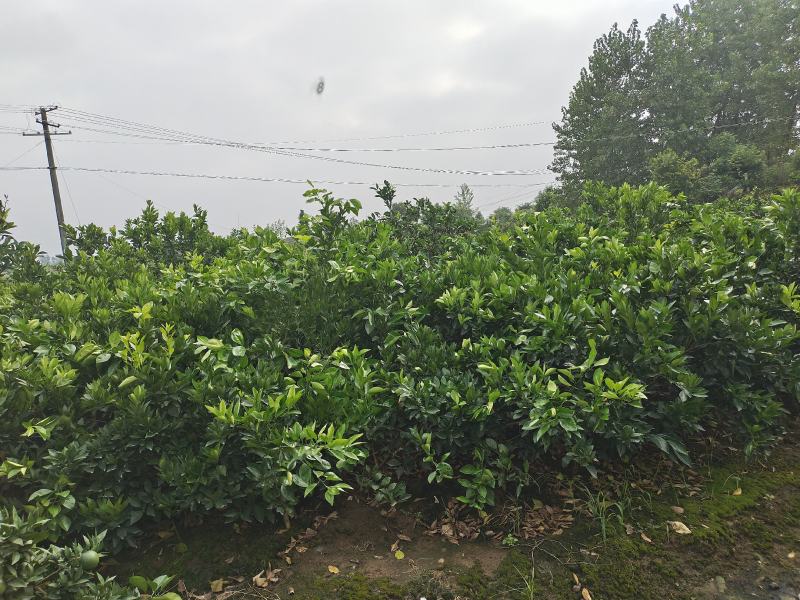 自家果园嫁接移植枸橘砧木纽荷尔脐橙3年树苗，品种纯正