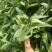 蔬菜空心菜大量上市欢迎各位老板前来采购