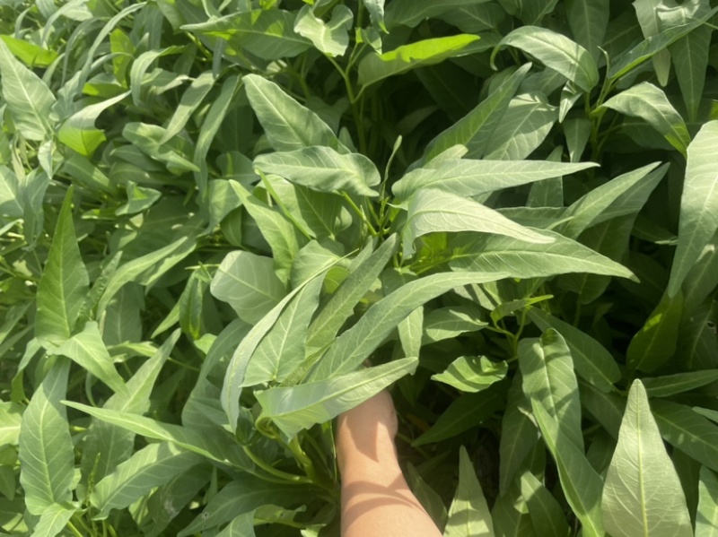 蔬菜空心菜大量上市欢迎各位老板前来采购