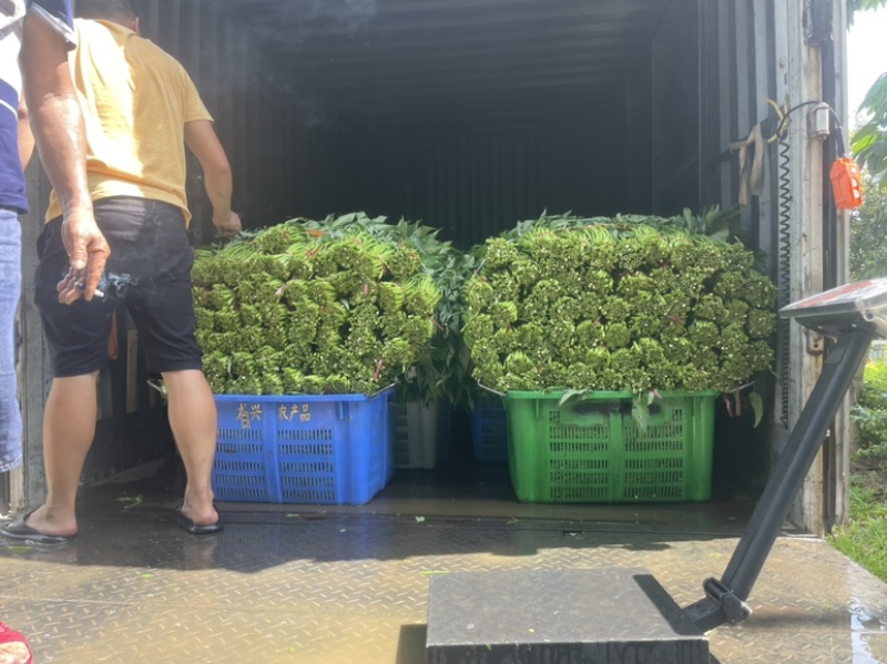 蔬菜空心菜大量上市欢迎各位老板前来采购