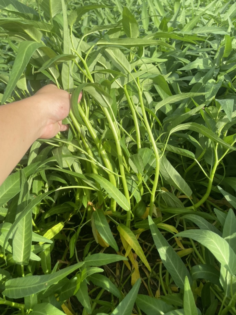 蔬菜空心菜大量上市欢迎各位老板前来采购