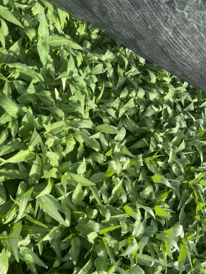 蔬菜空心菜大量上市欢迎各位老板前来采购
