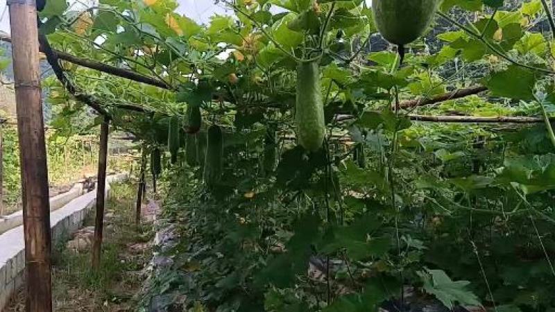J基地环保漂亮毛节瓜上市