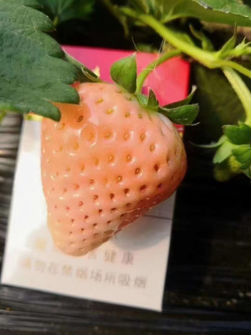 雪兔草莓