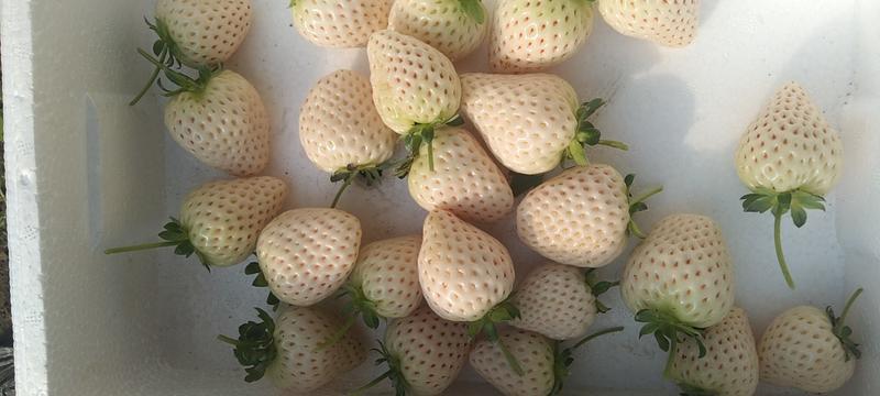 雪兔草莓